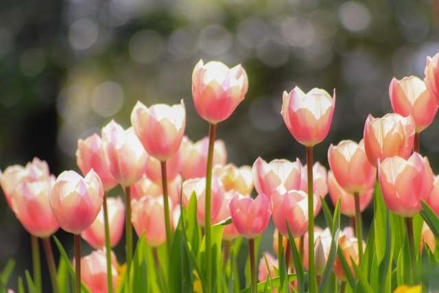 題名チューリップ カラーメゾチント